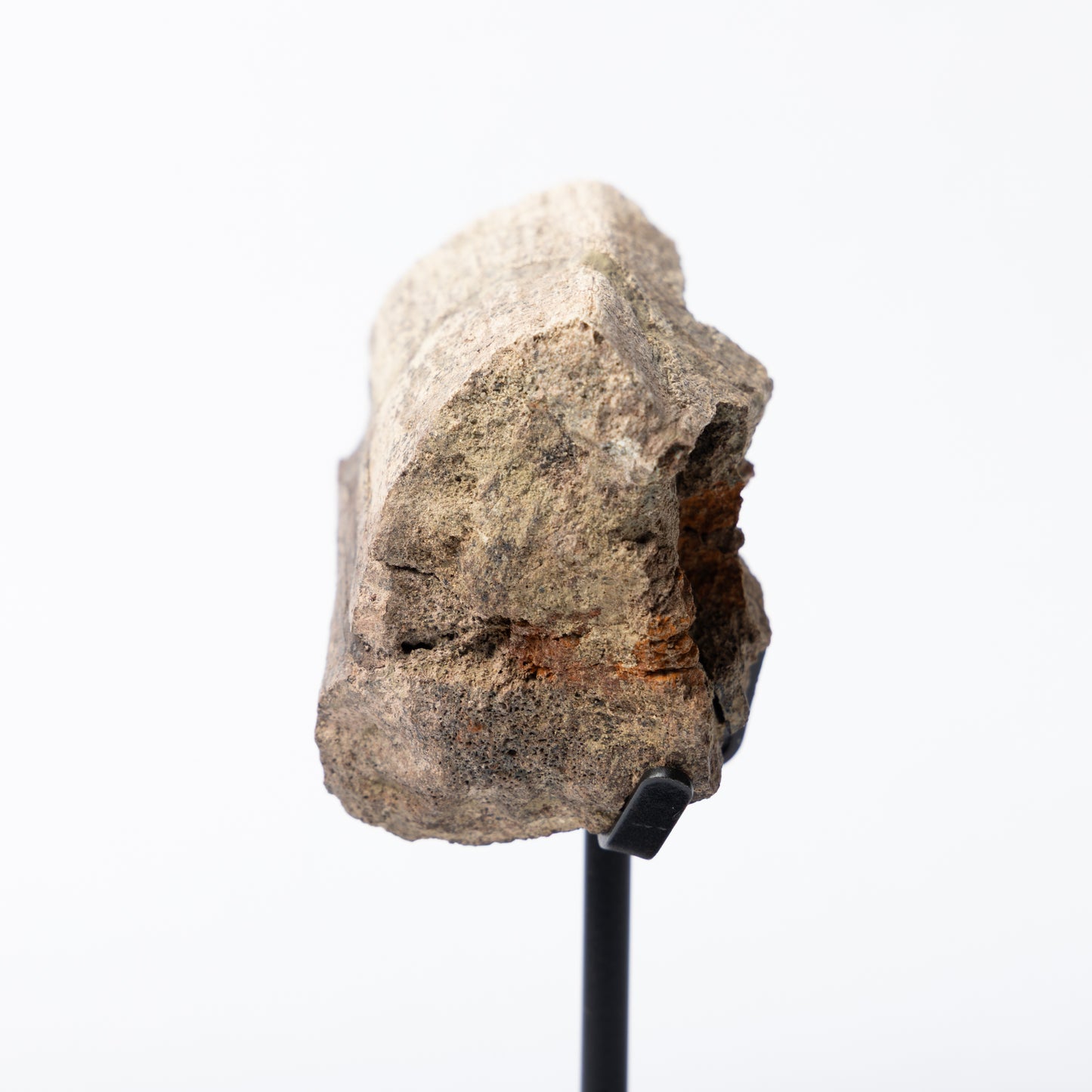 Triceratops Rib on Stand (Partial)