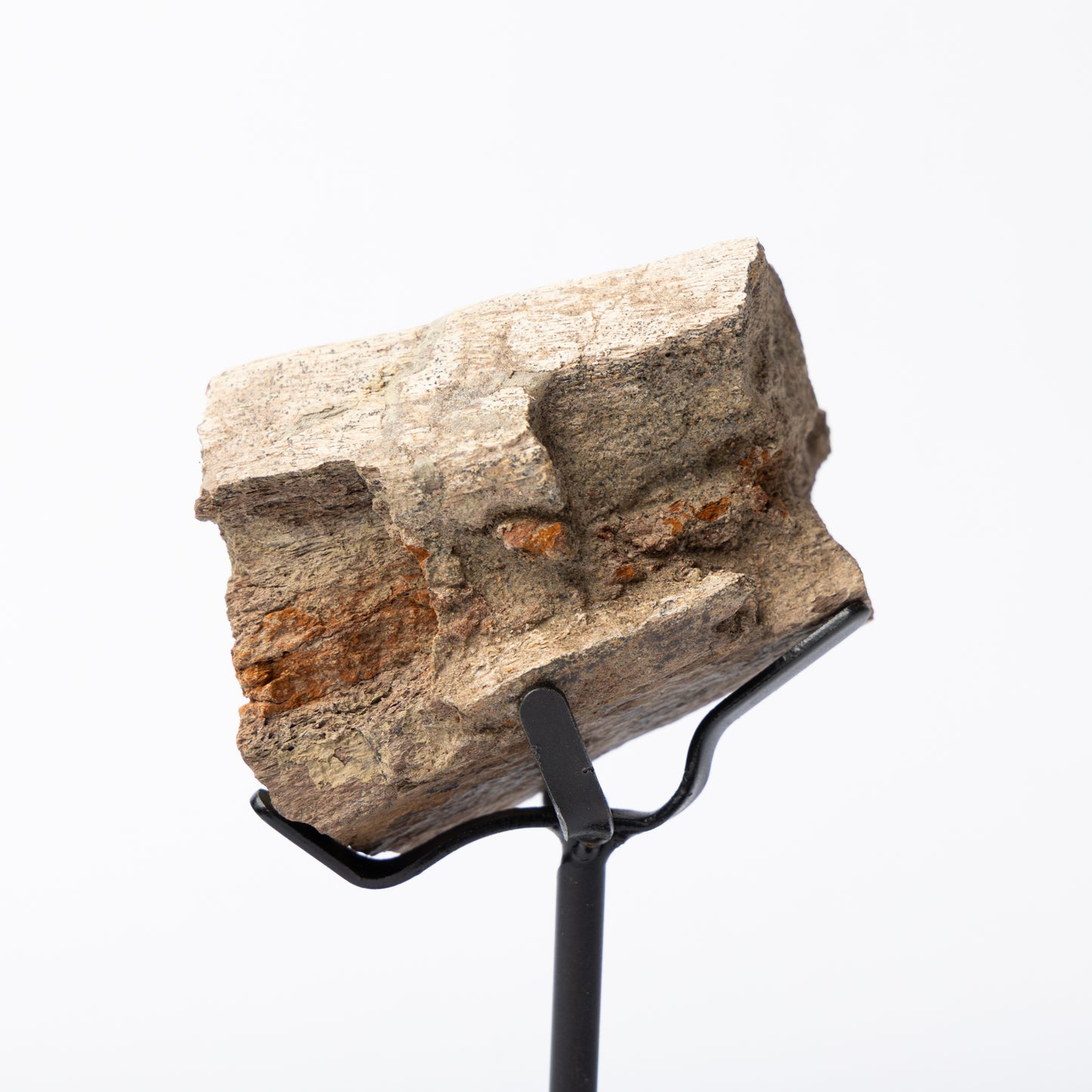 Triceratops Rib on Stand (Partial)