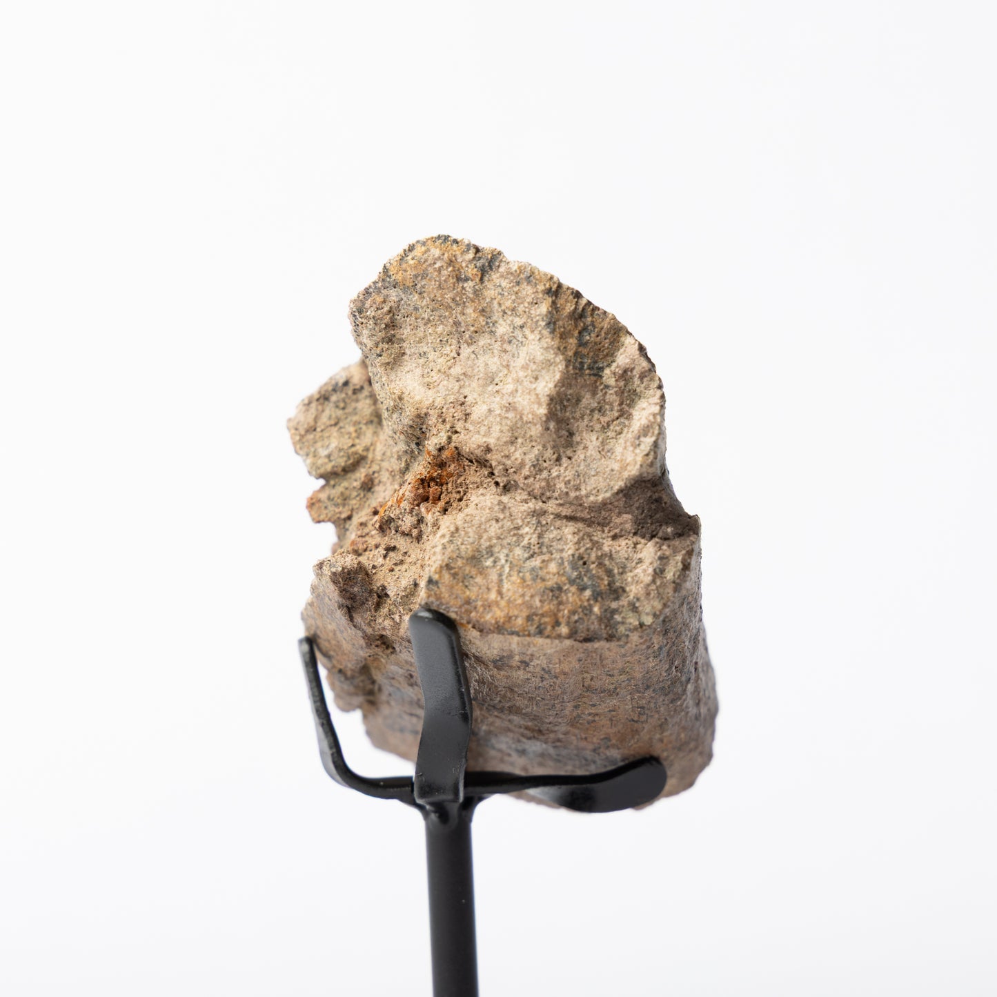 Triceratops Rib on Stand (Partial)