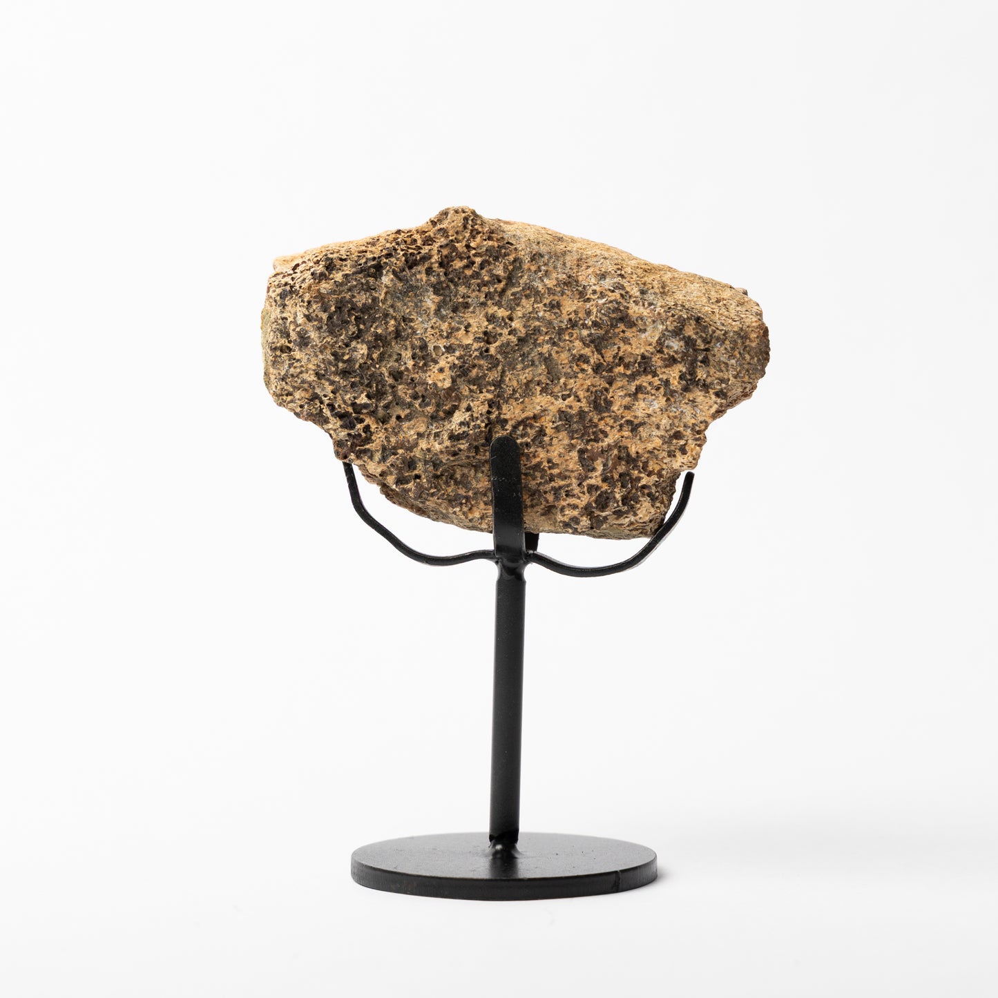 Triceratops Limb Bone on Stand (Partial)