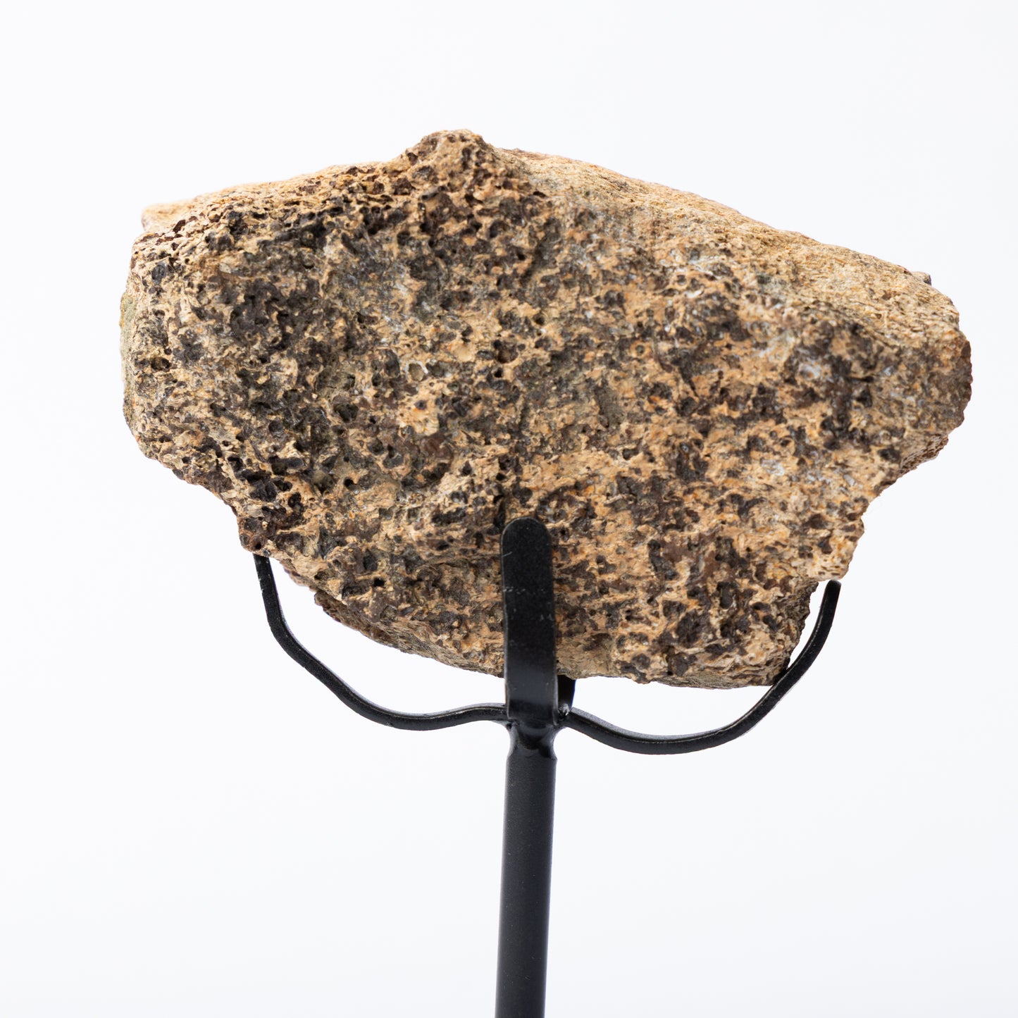 Triceratops Limb Bone on Stand (Partial)