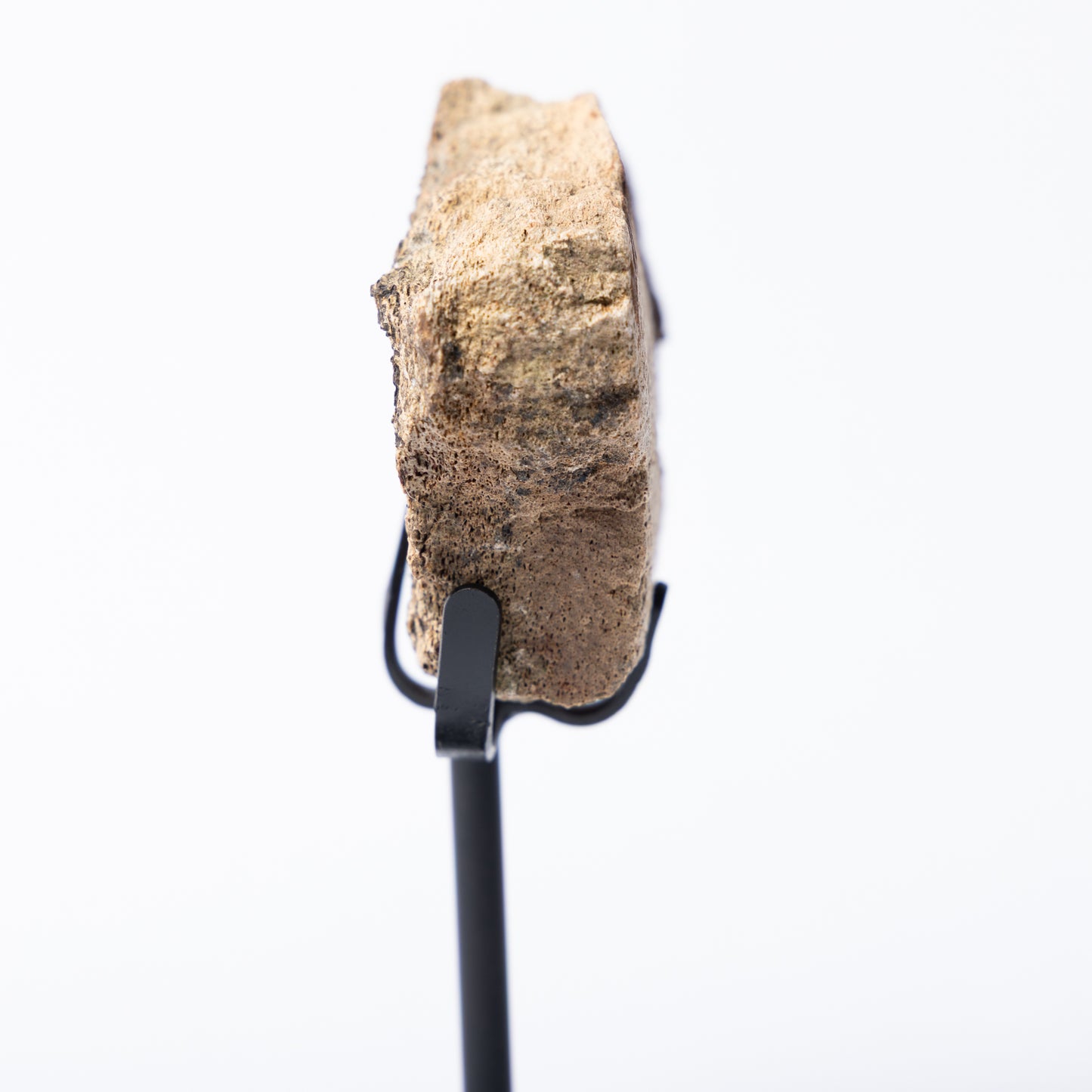 Triceratops Limb Bone on Stand (Partial)