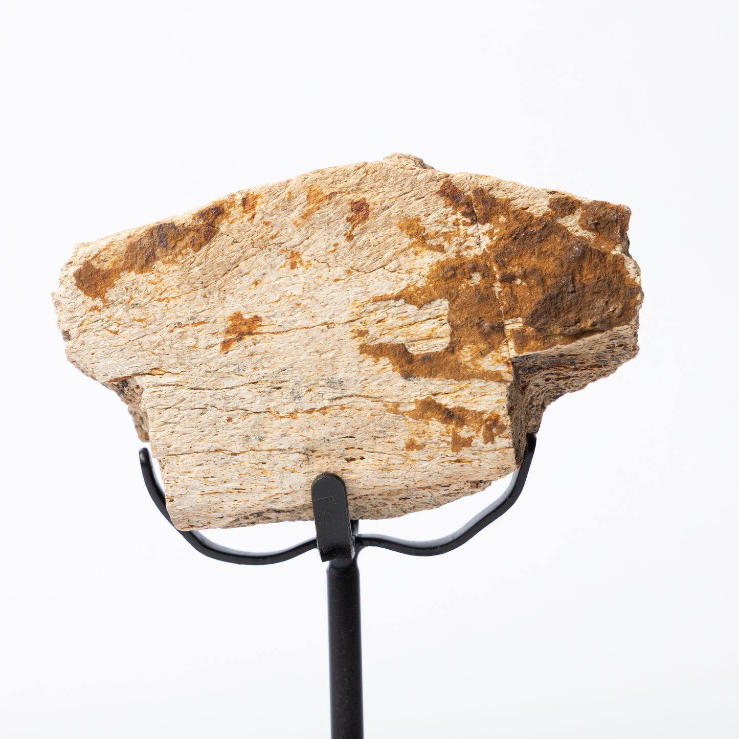 Triceratops Limb Bone on Stand (Partial)