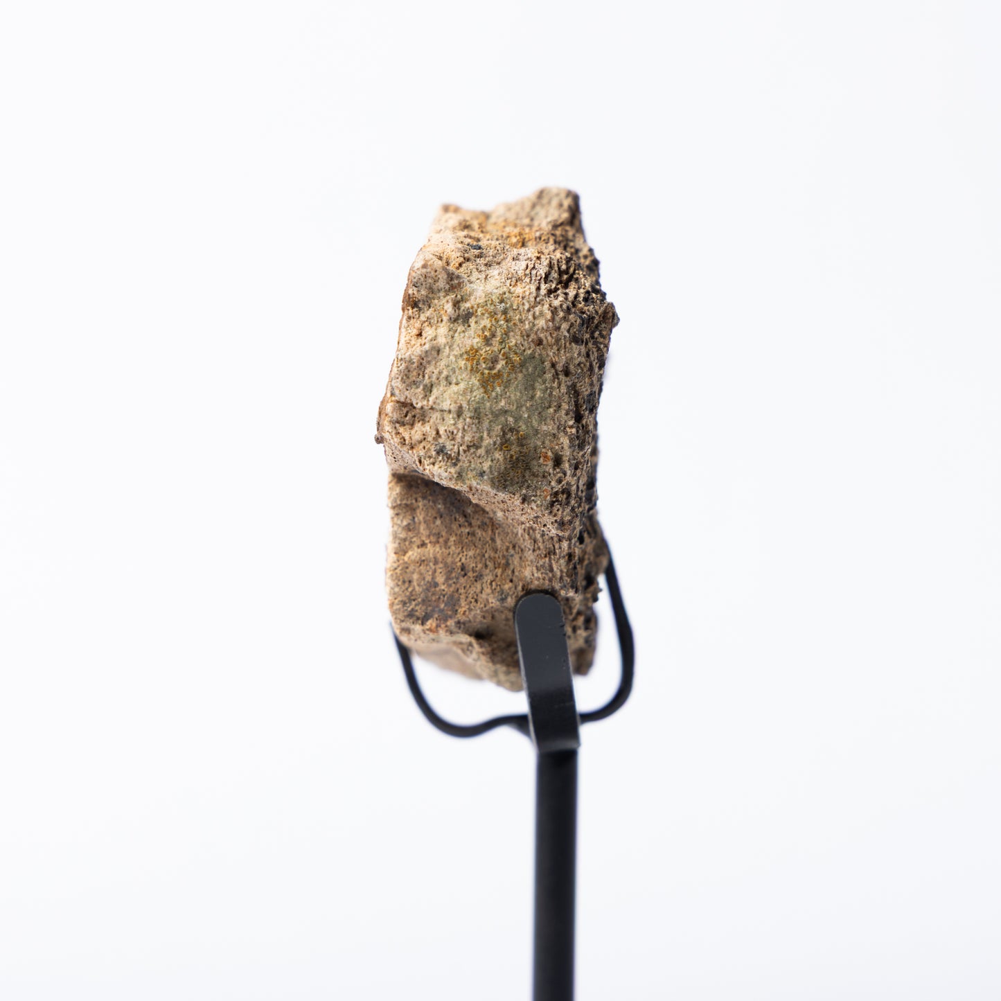 Triceratops Limb Bone on Stand (Partial)