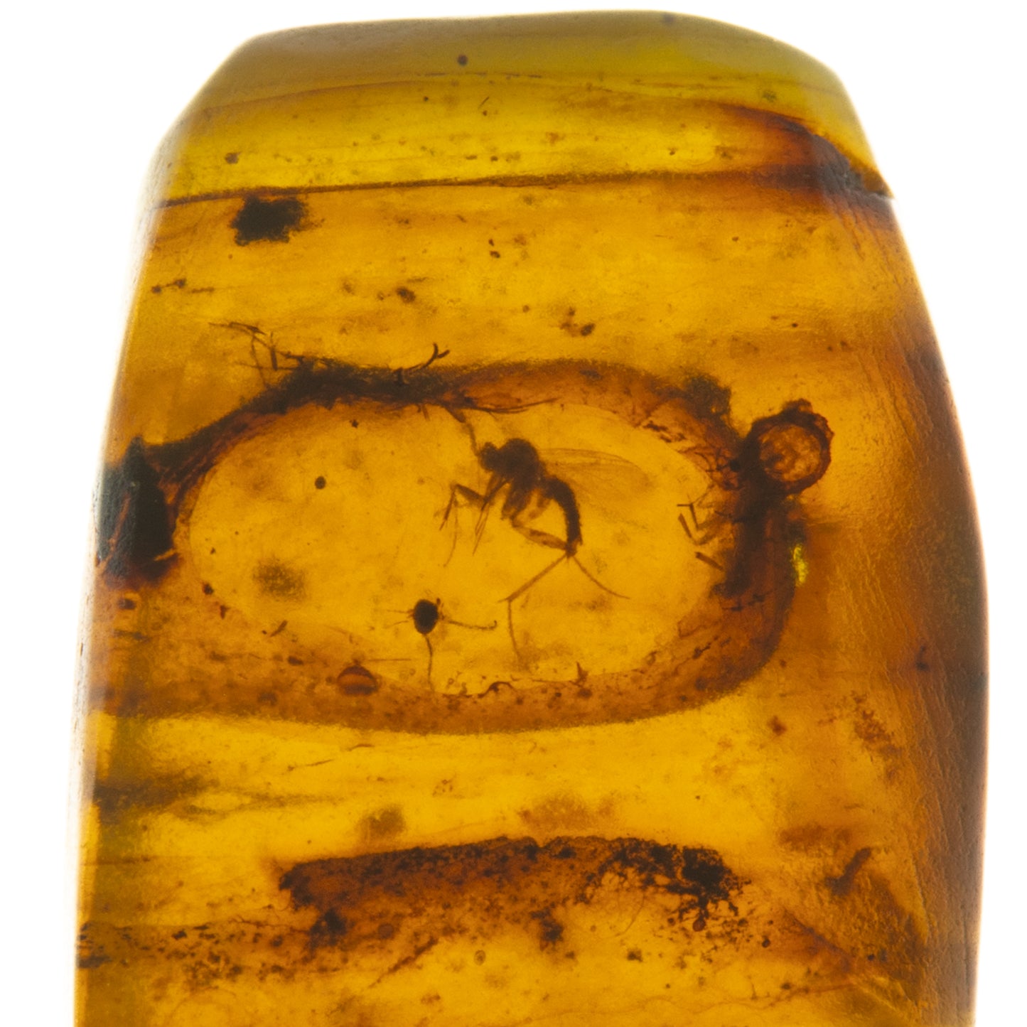 Burmese Amber with Gnat Inclusion
