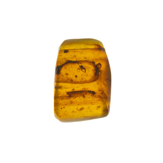 Burmese Amber with Gnat Inclusion
