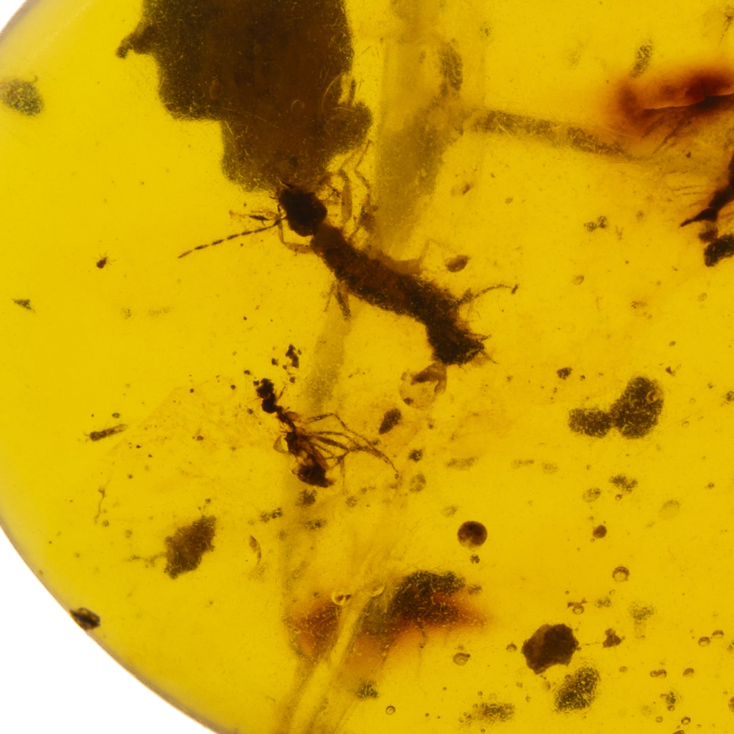 Burmese Amber with Earwig (Dermaptera) and partial Ant Inclusion