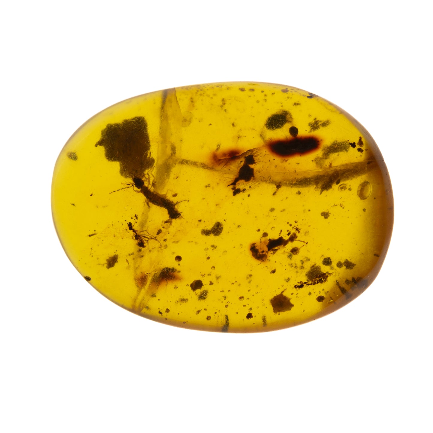 Burmese Amber with Earwig (Dermaptera) and partial Ant Inclusion