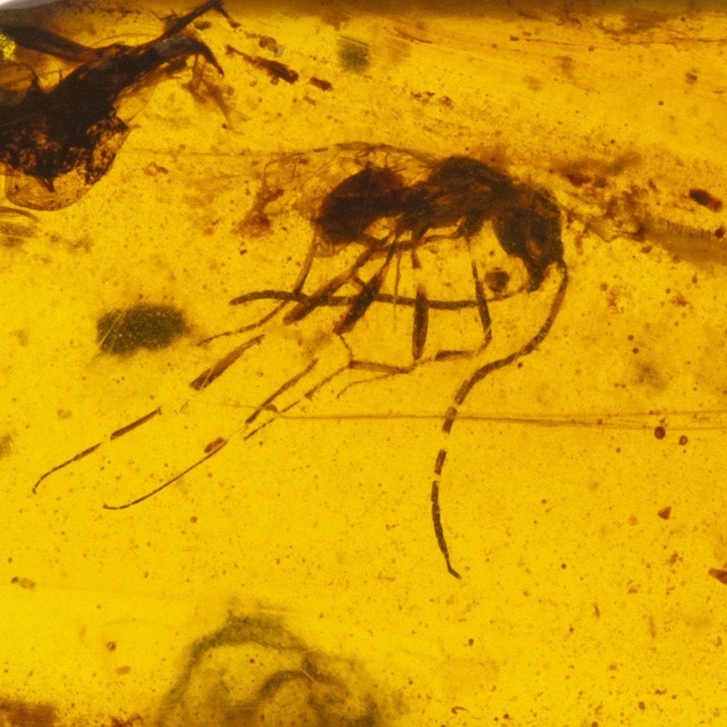 Burmese Amber with Wasp Inclusion (Hymenoptera)