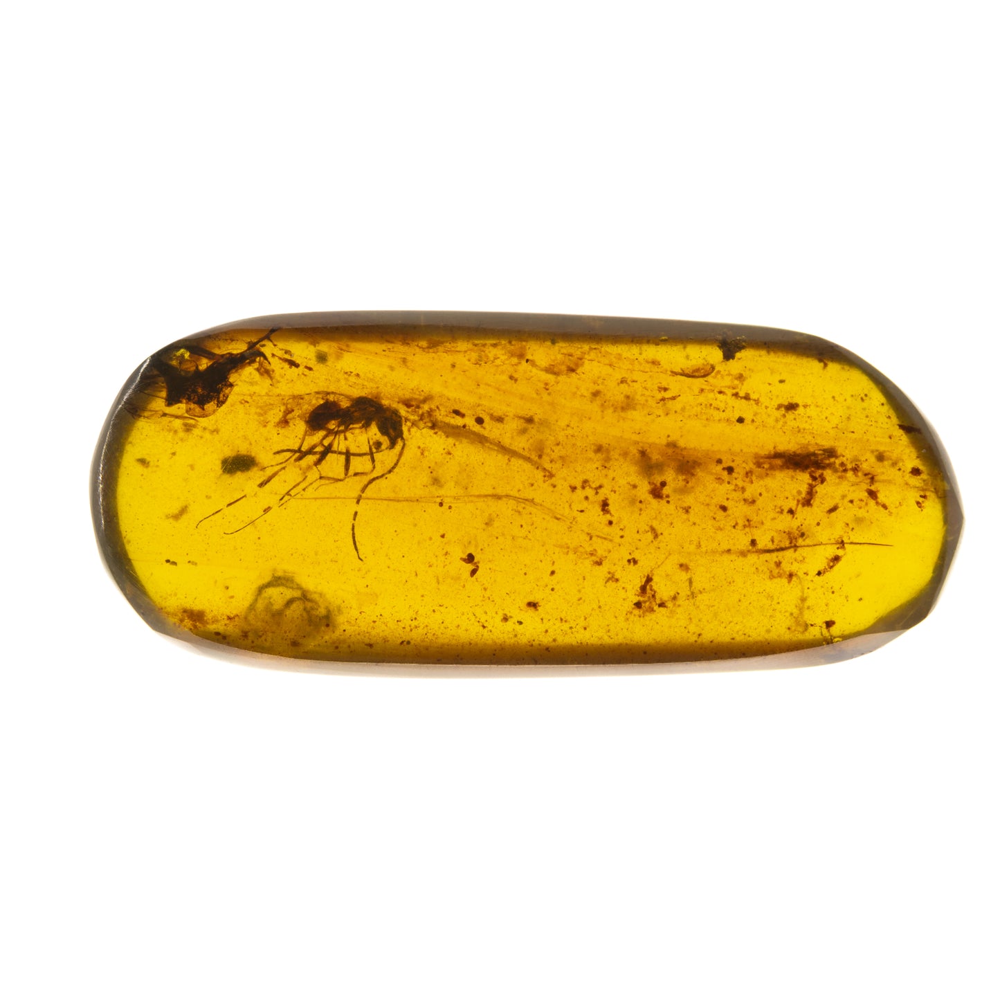 Burmese Amber with Wasp Inclusion (Hymenoptera)