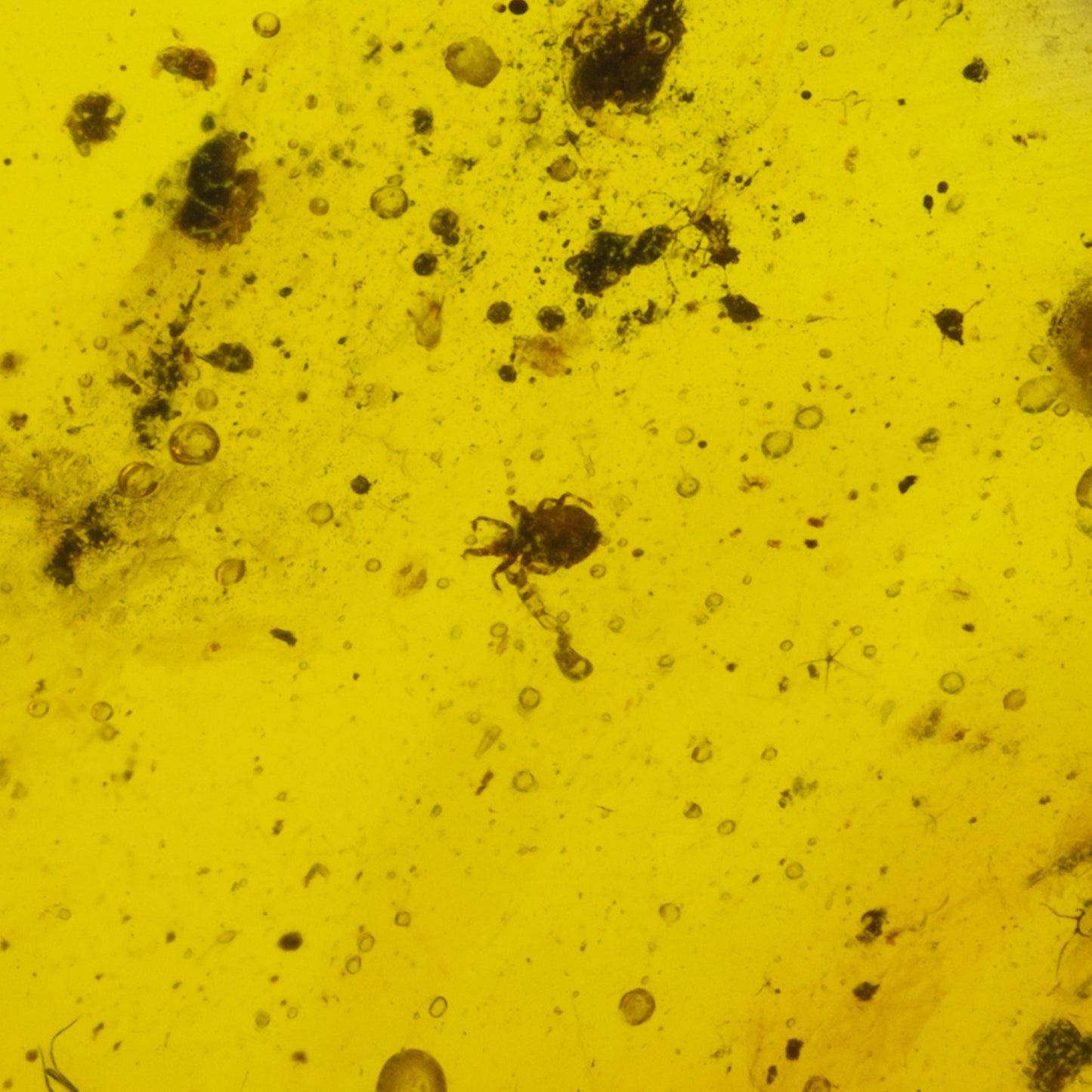 Burmese Amber with Tick Inclusion (Ixodida)