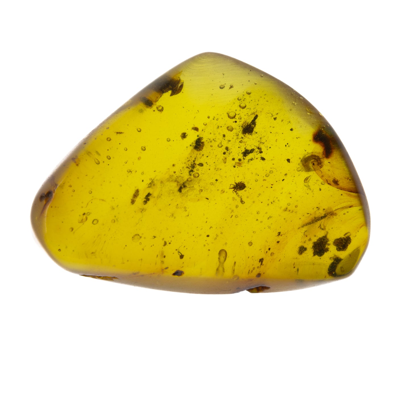 Burmese Amber with Tick Inclusion (Ixodida)