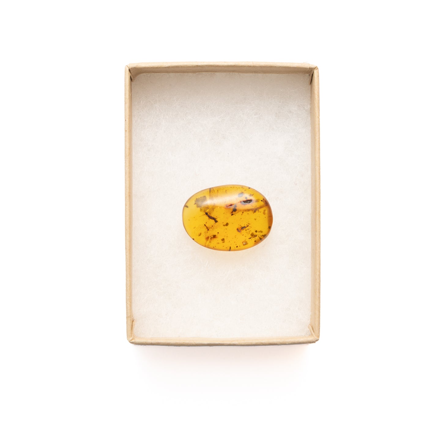Burmese Amber with Earwig (Dermaptera) and partial Ant Inclusion