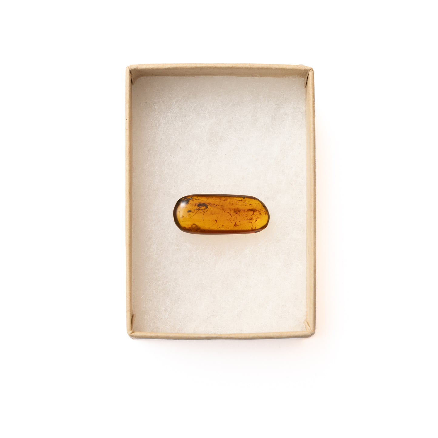 Burmese Amber with Wasp Inclusion (Hymenoptera)