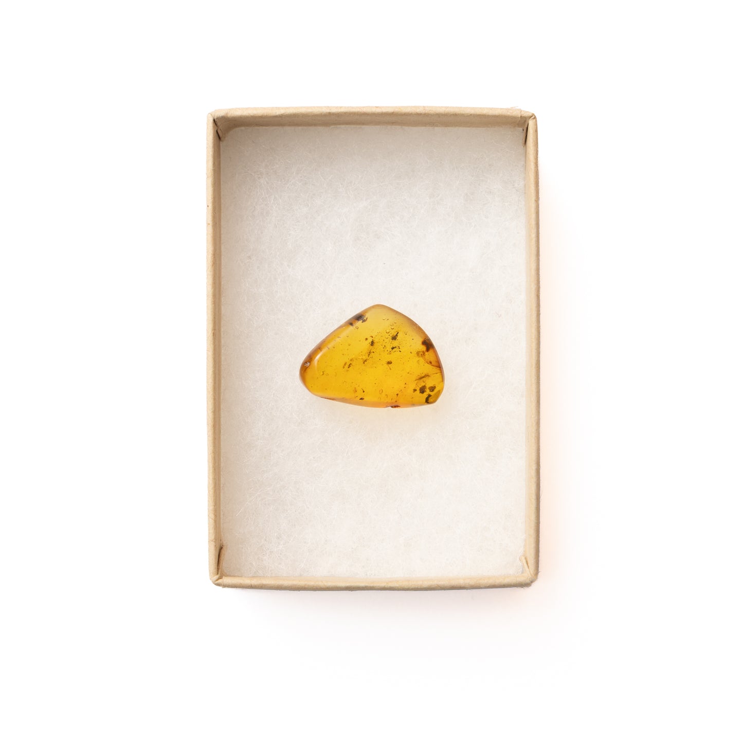 Burmese Amber with Tick Inclusion (Ixodida)