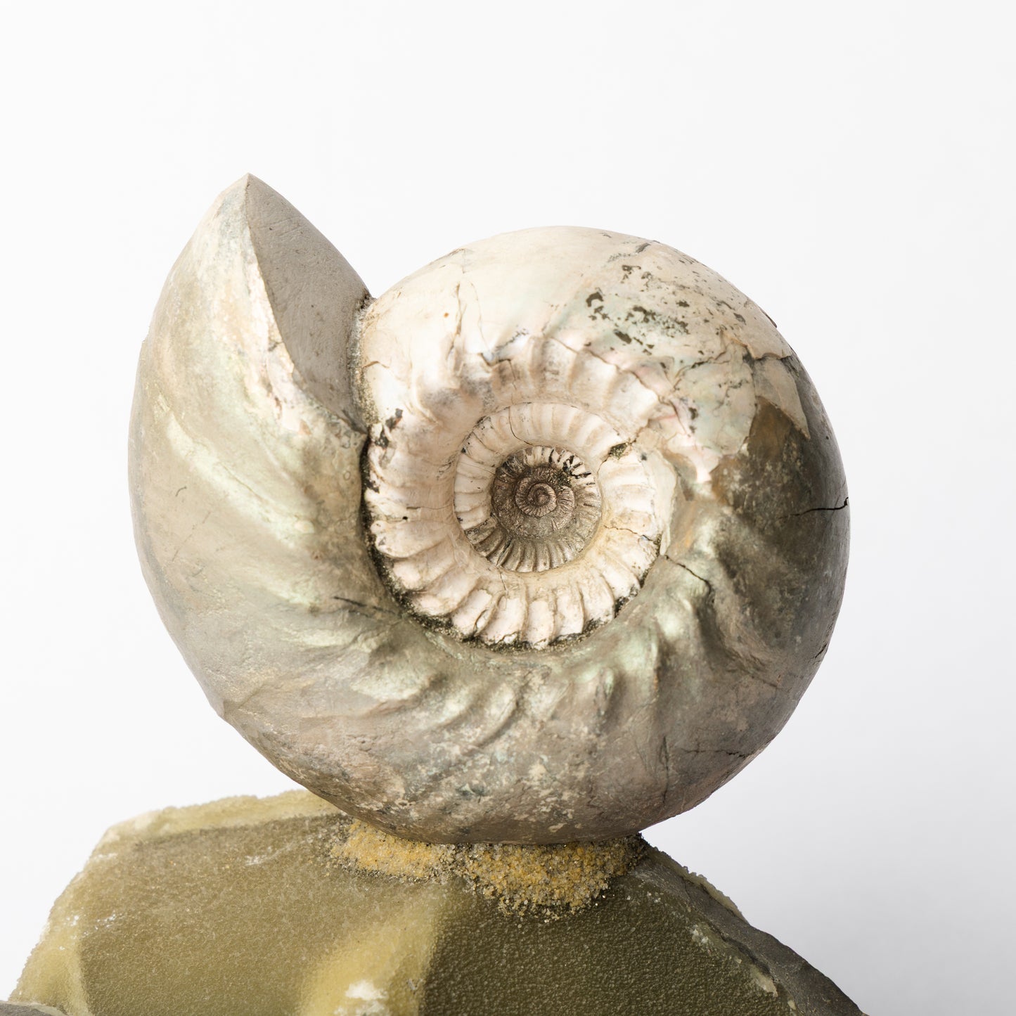 Cadoceras sublaeve Ammonite