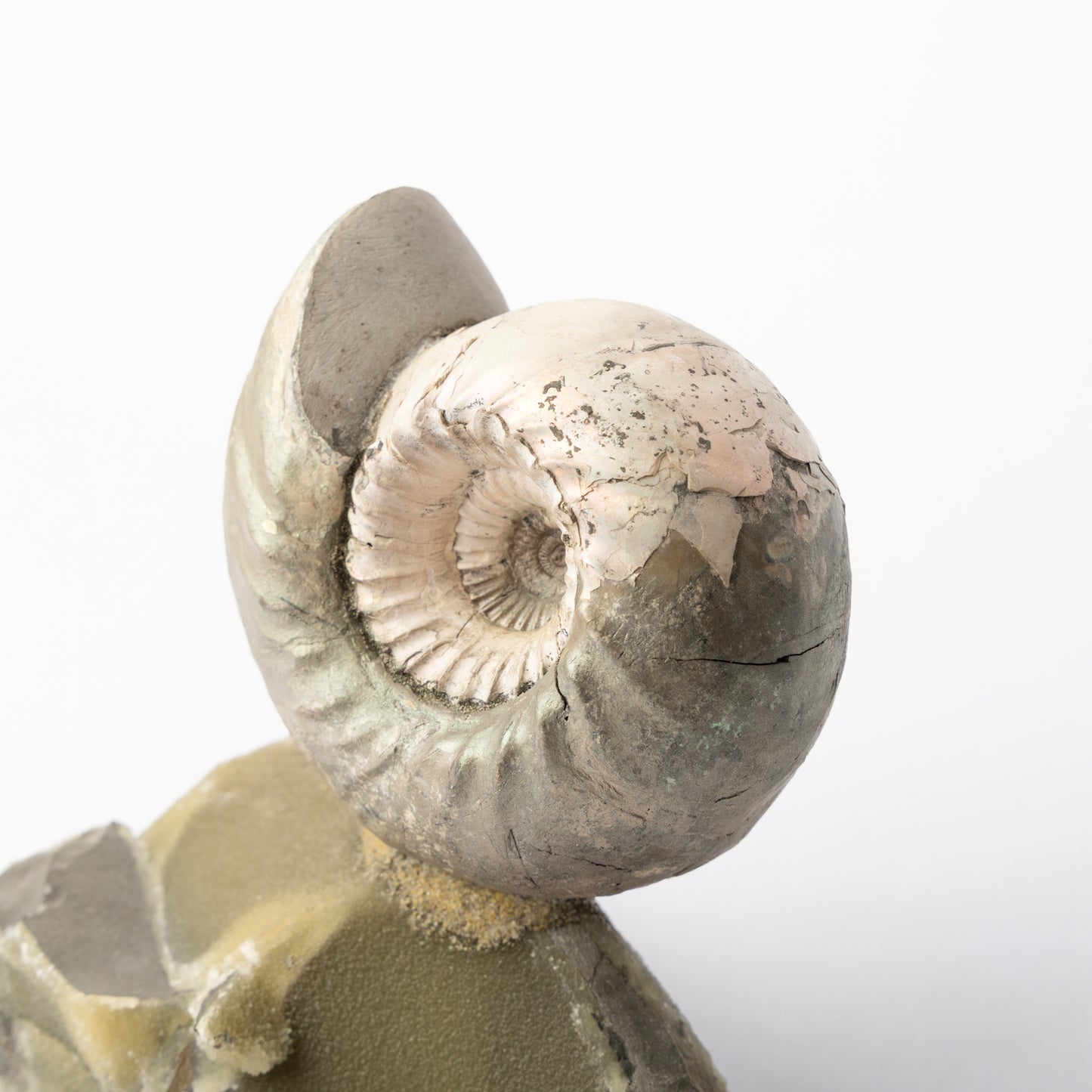 Cadoceras sublaeve Ammonite