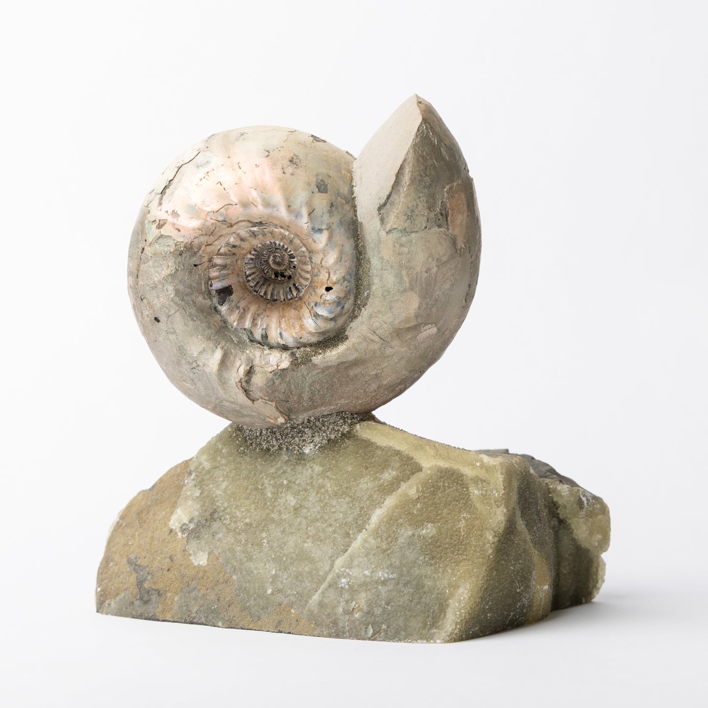 Cadoceras sublaeve Ammonite