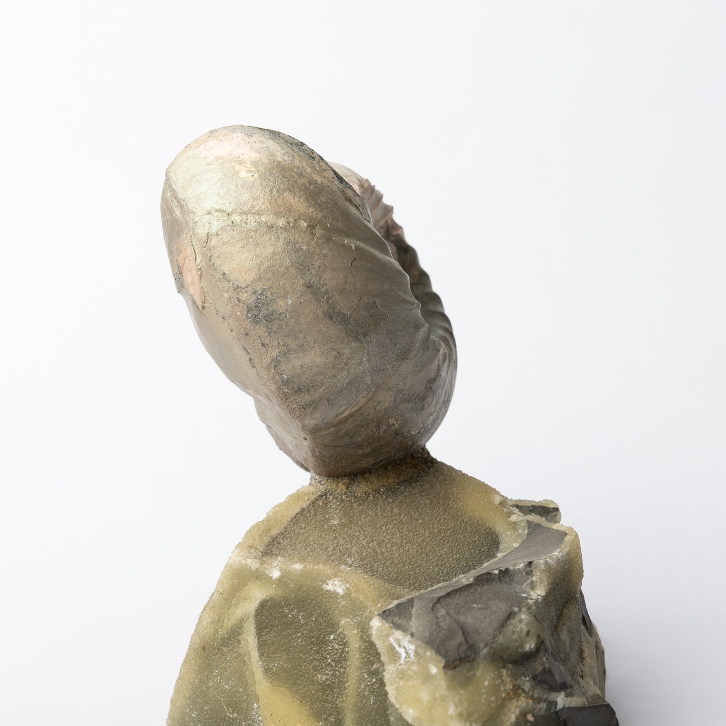 Cadoceras sublaeve Ammonite
