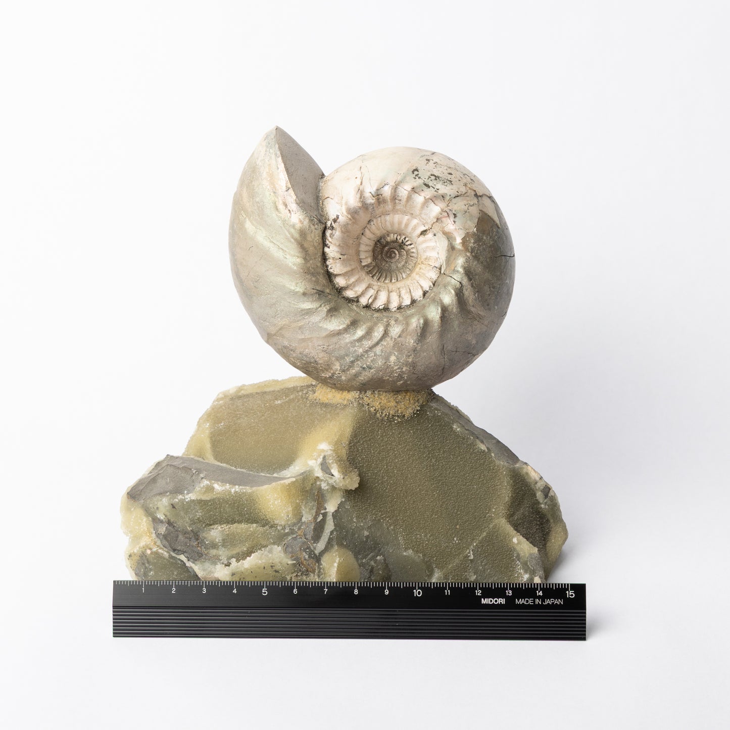Cadoceras sublaeve Ammonite