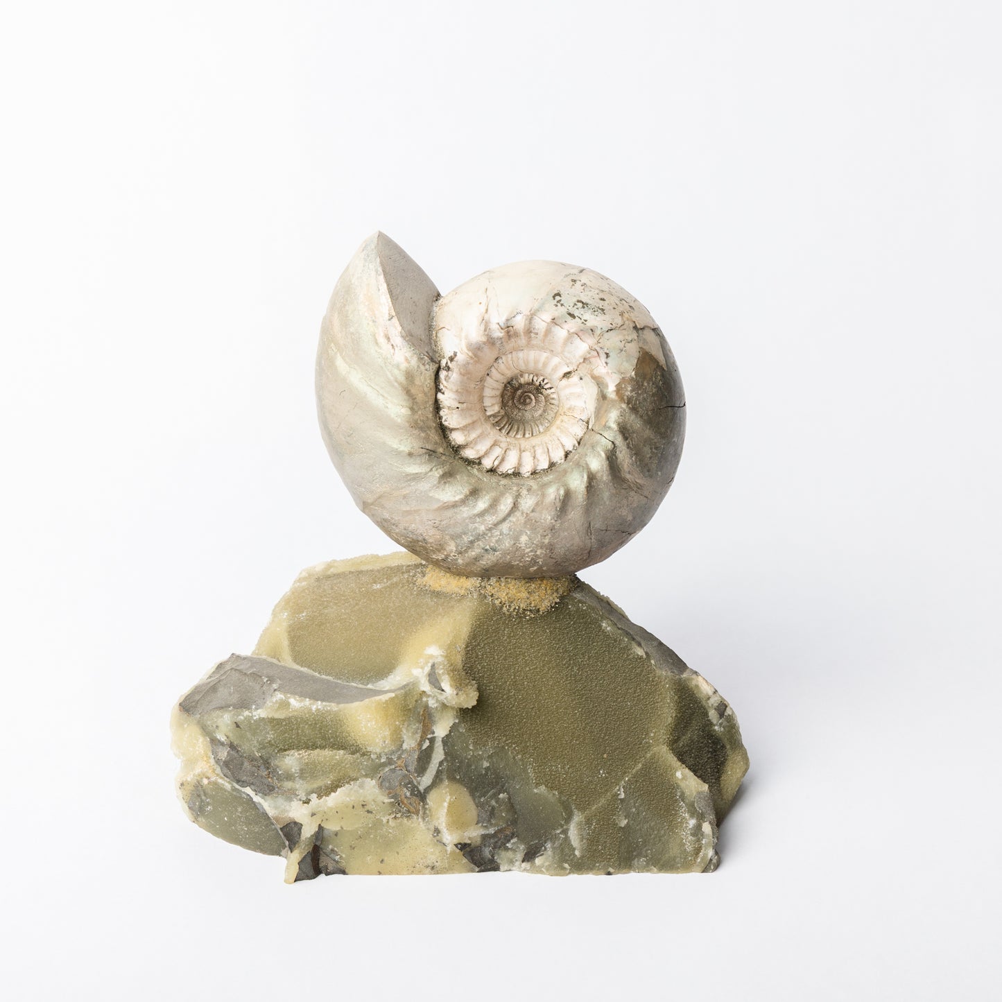 Cadoceras sublaeve Ammonite