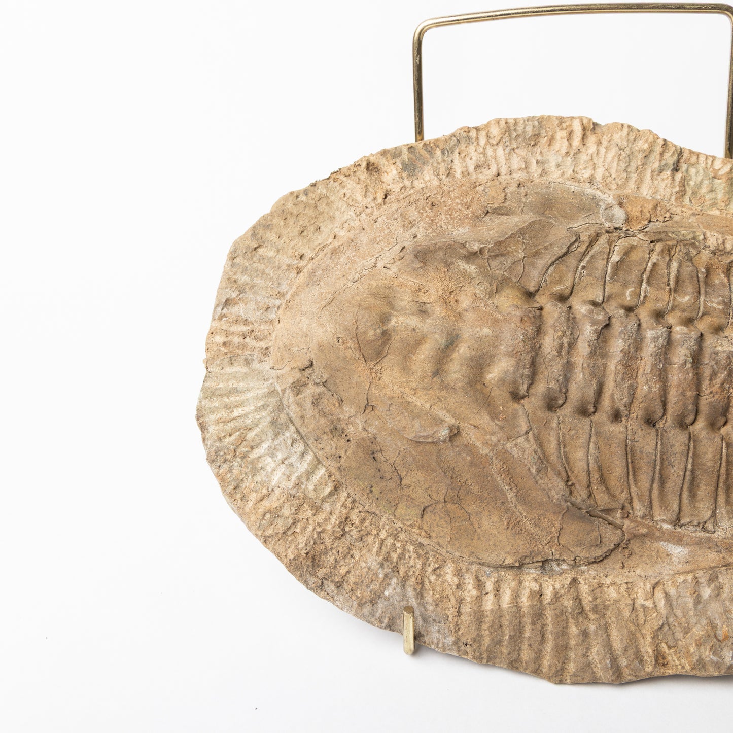 Callavia sp? Trilobite