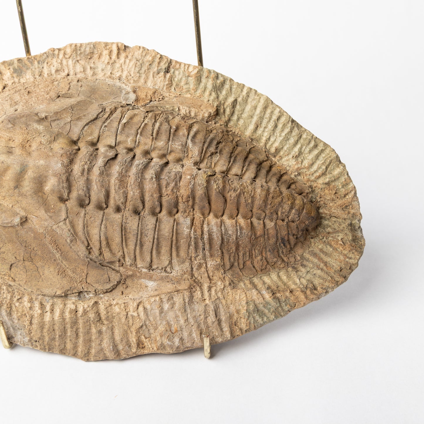 Callavia sp? Trilobite