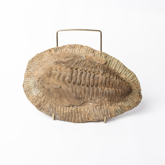Callavia sp? Trilobite