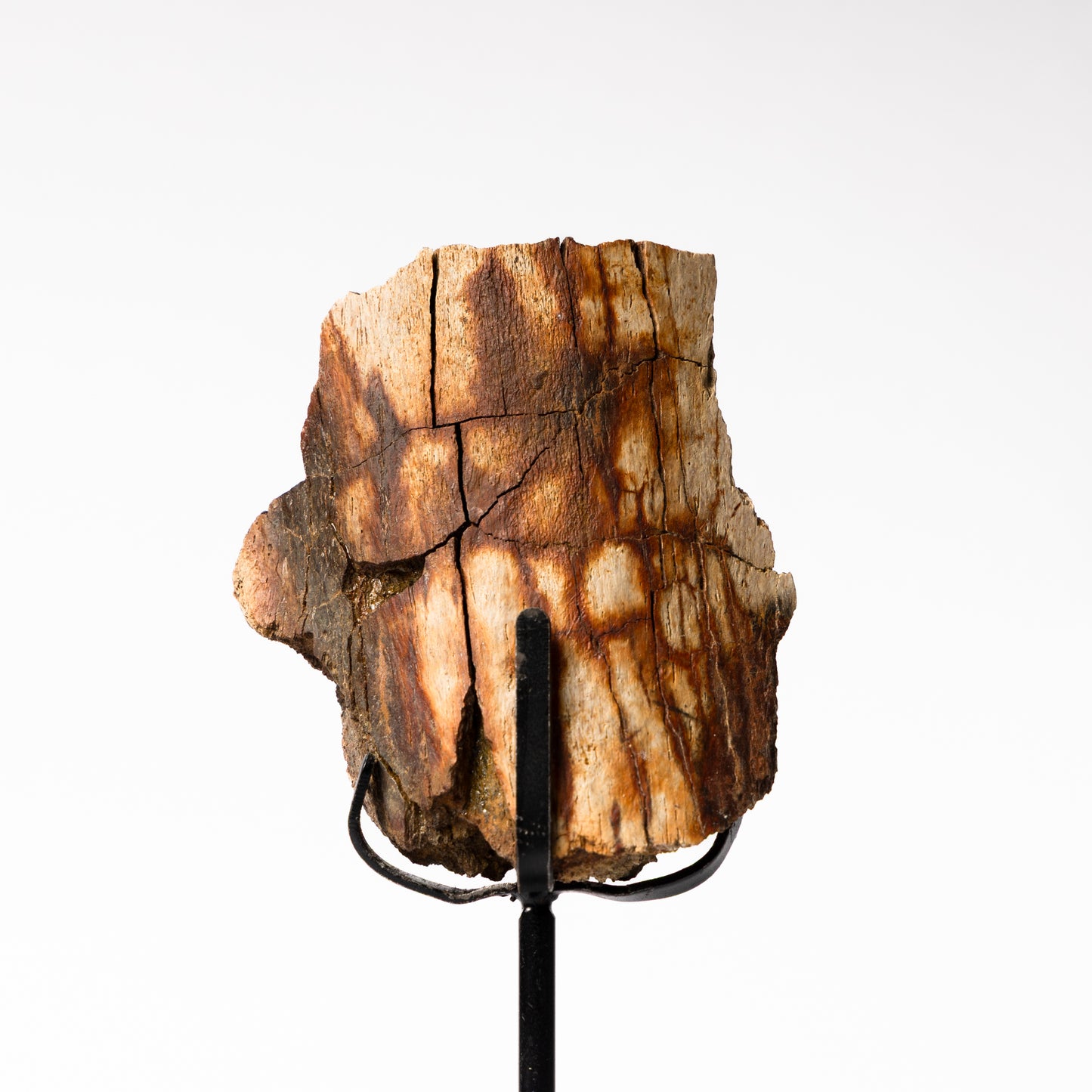 Camarasaurus Scapula Bone on Stand (Partial)