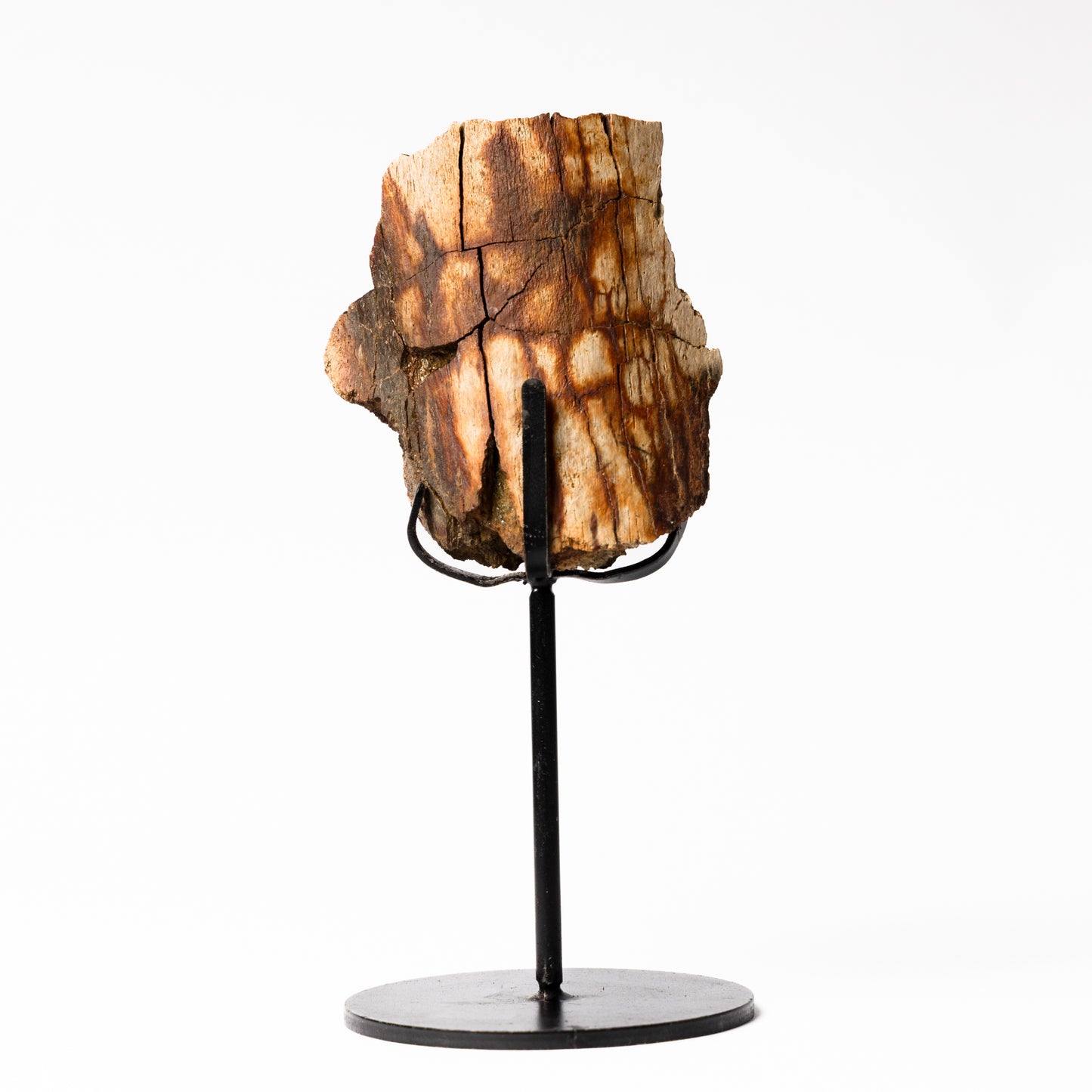 Camarasaurus Scapula Bone on Stand (Partial)