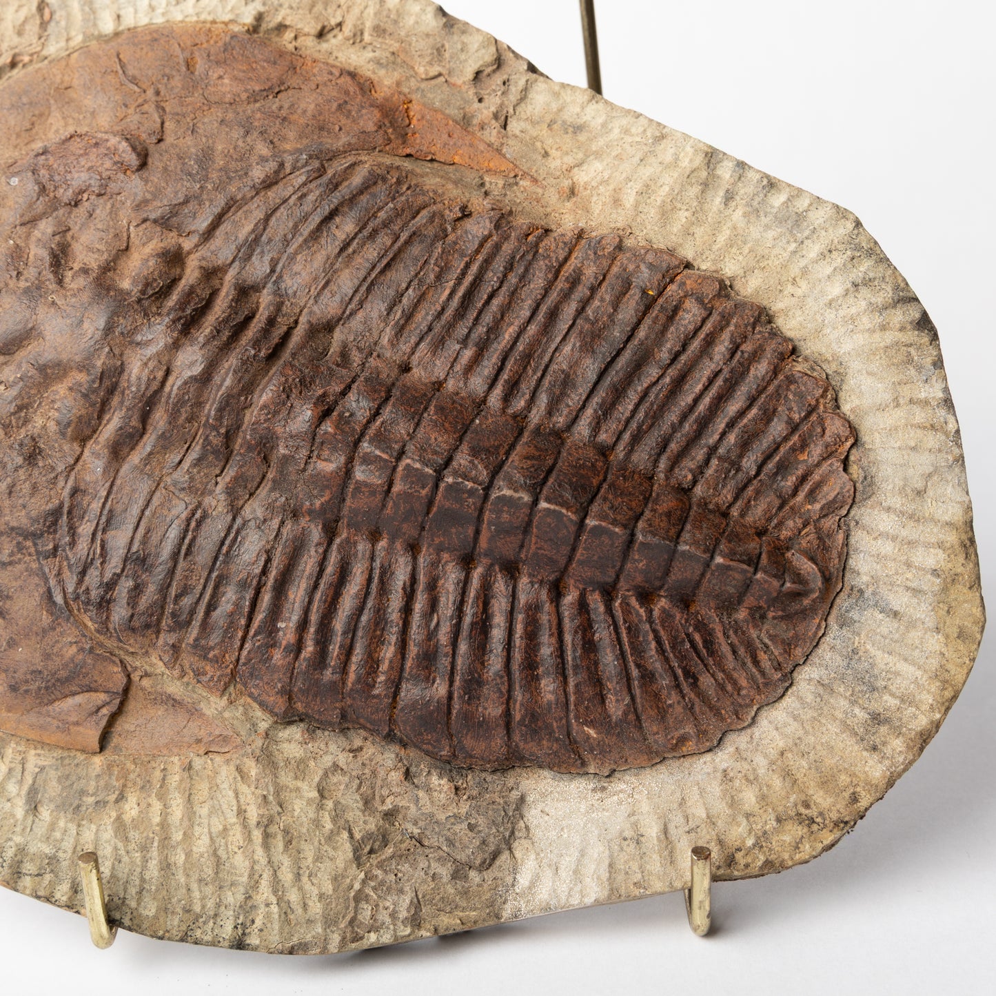 Cambropallas cf. telesto Trilobite