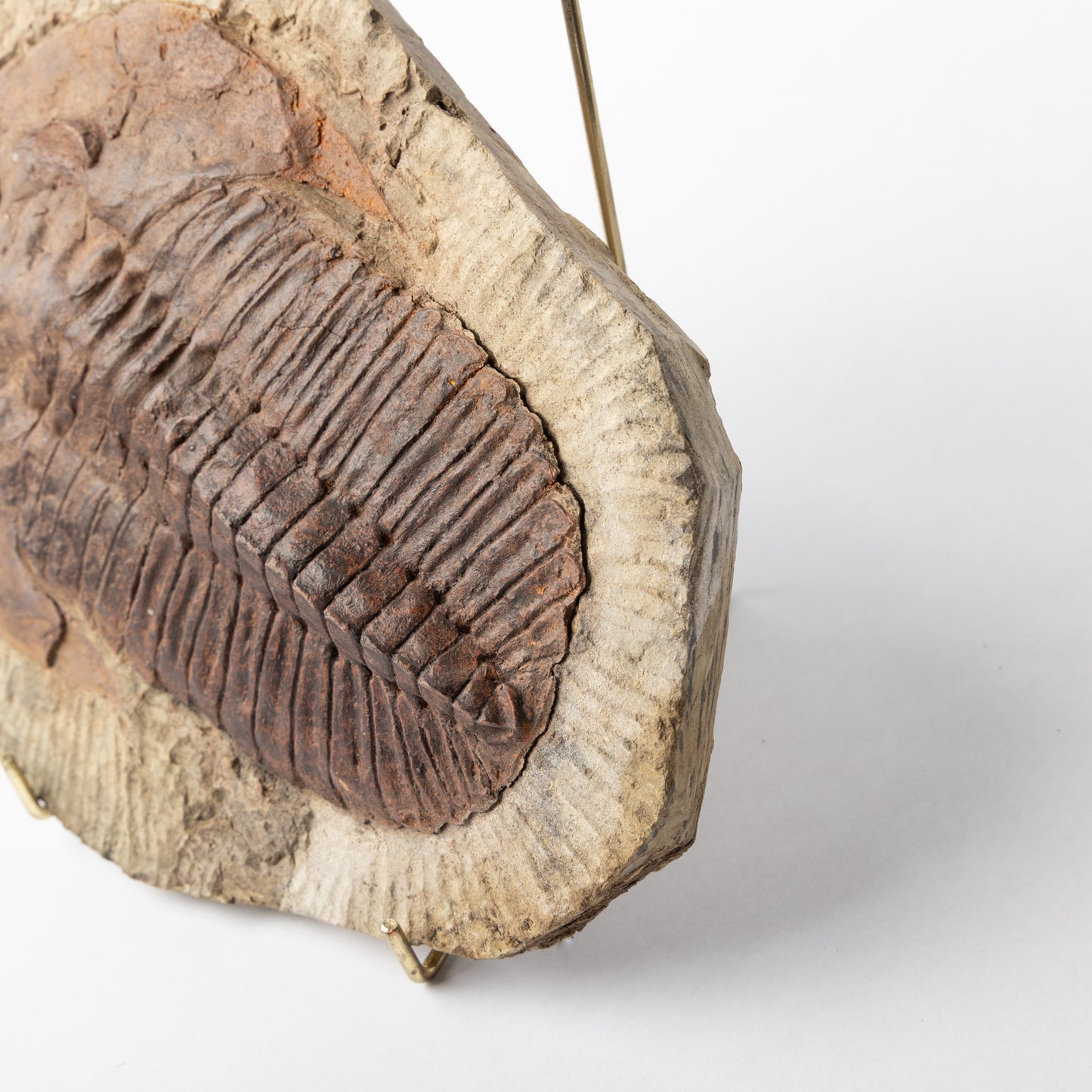 Cambropallas cf. telesto Trilobite