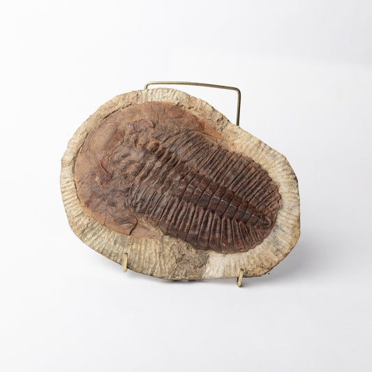 Cambropallas cf. telesto Trilobite
