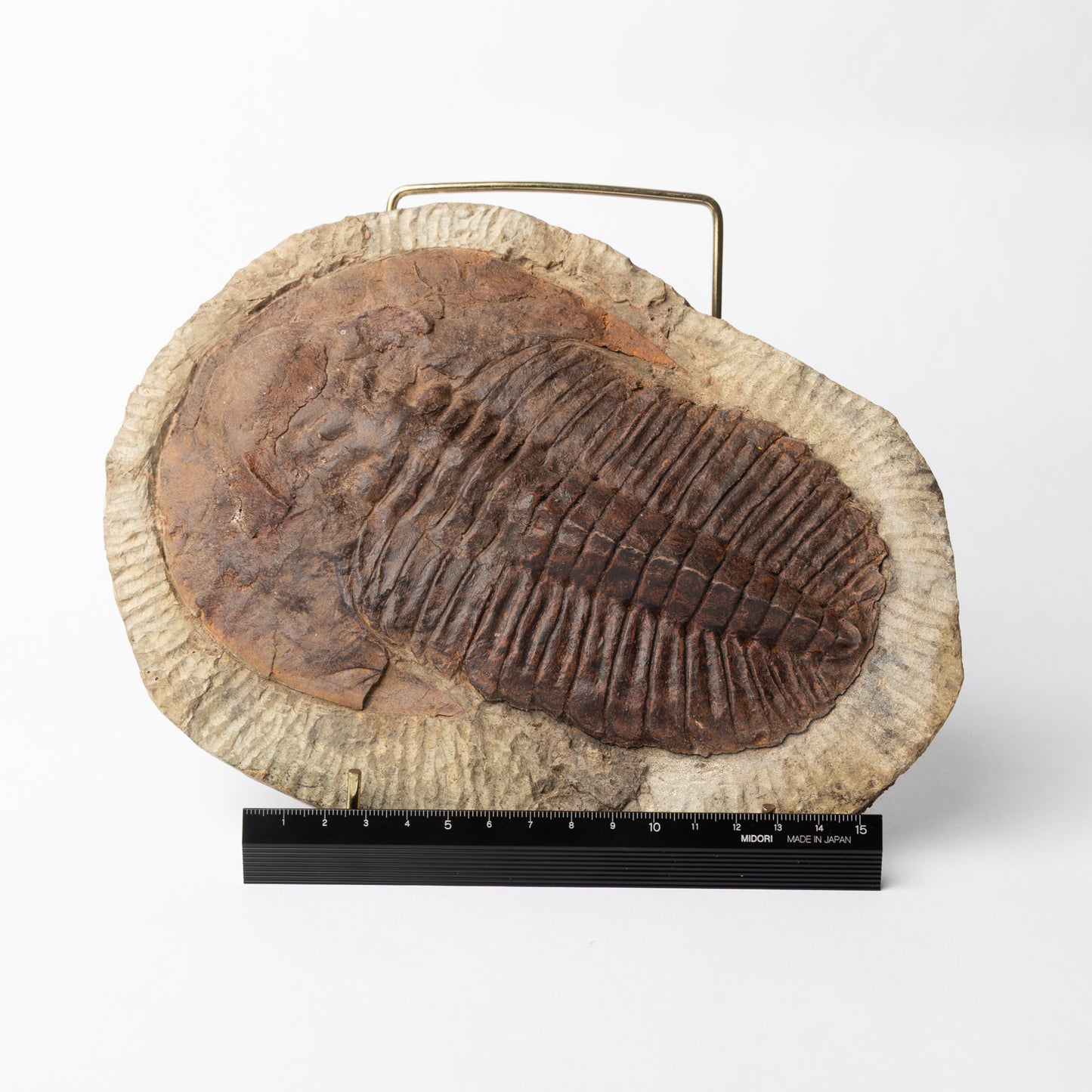 Cambropallas cf. telesto Trilobite