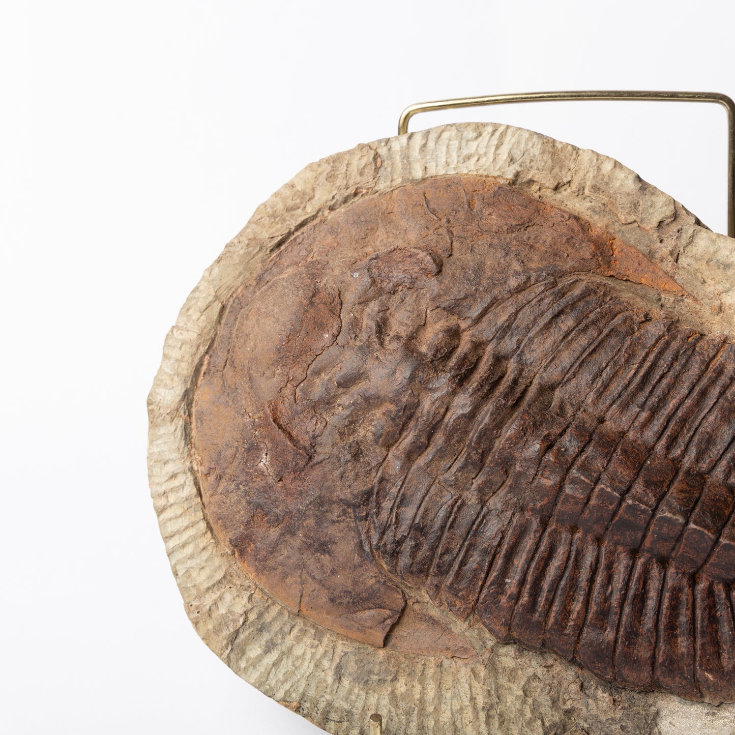 Cambropallas cf. telesto Trilobite