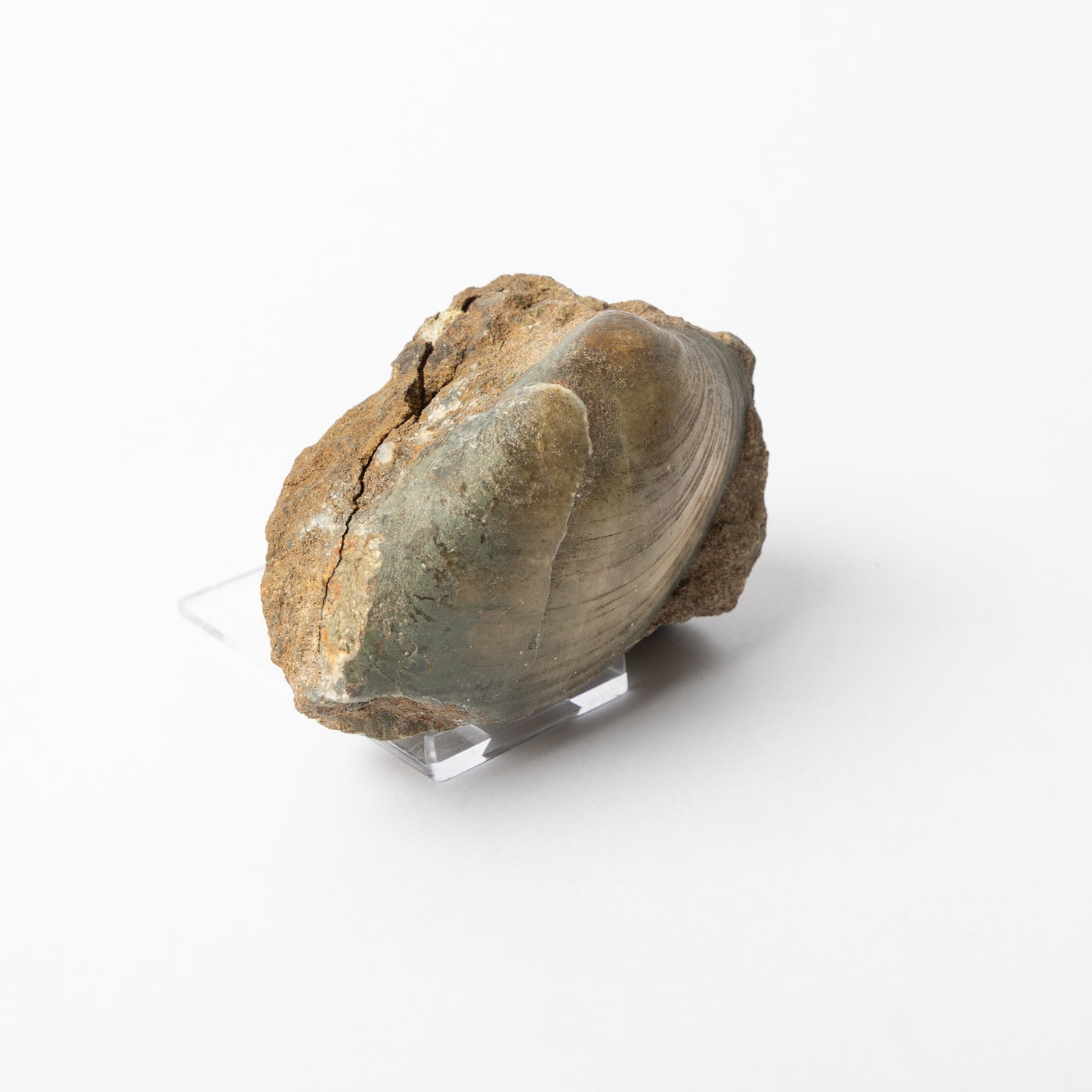 Cardinia sp. Bivalve