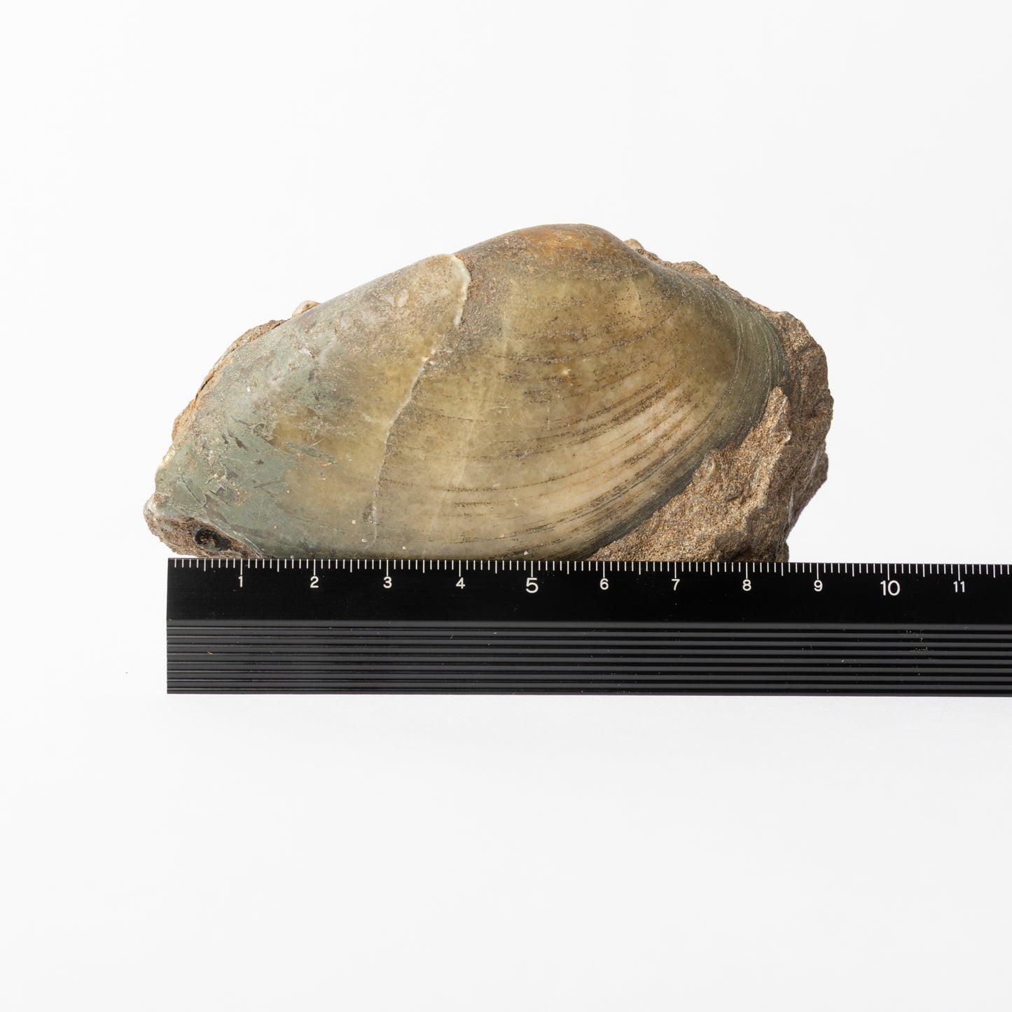 Cardinia sp. Bivalve