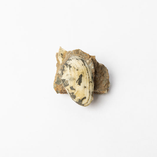 Cardinia sp. Bivalve