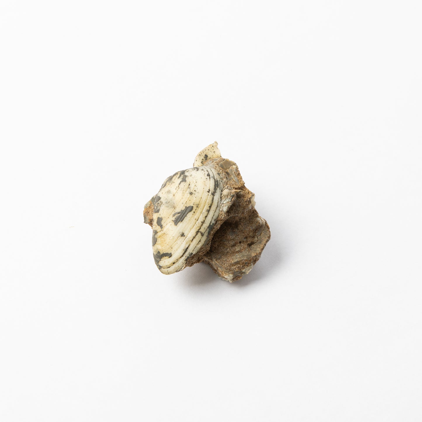 Cardinia sp. Bivalve