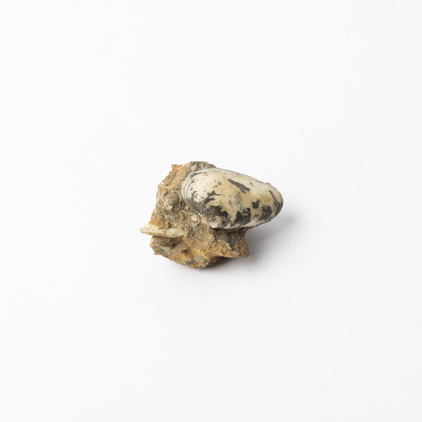 Cardinia sp. Bivalve