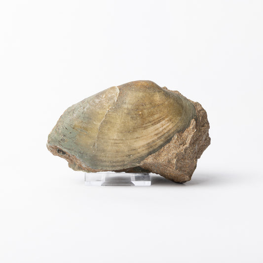 Cardinia sp. Bivalve