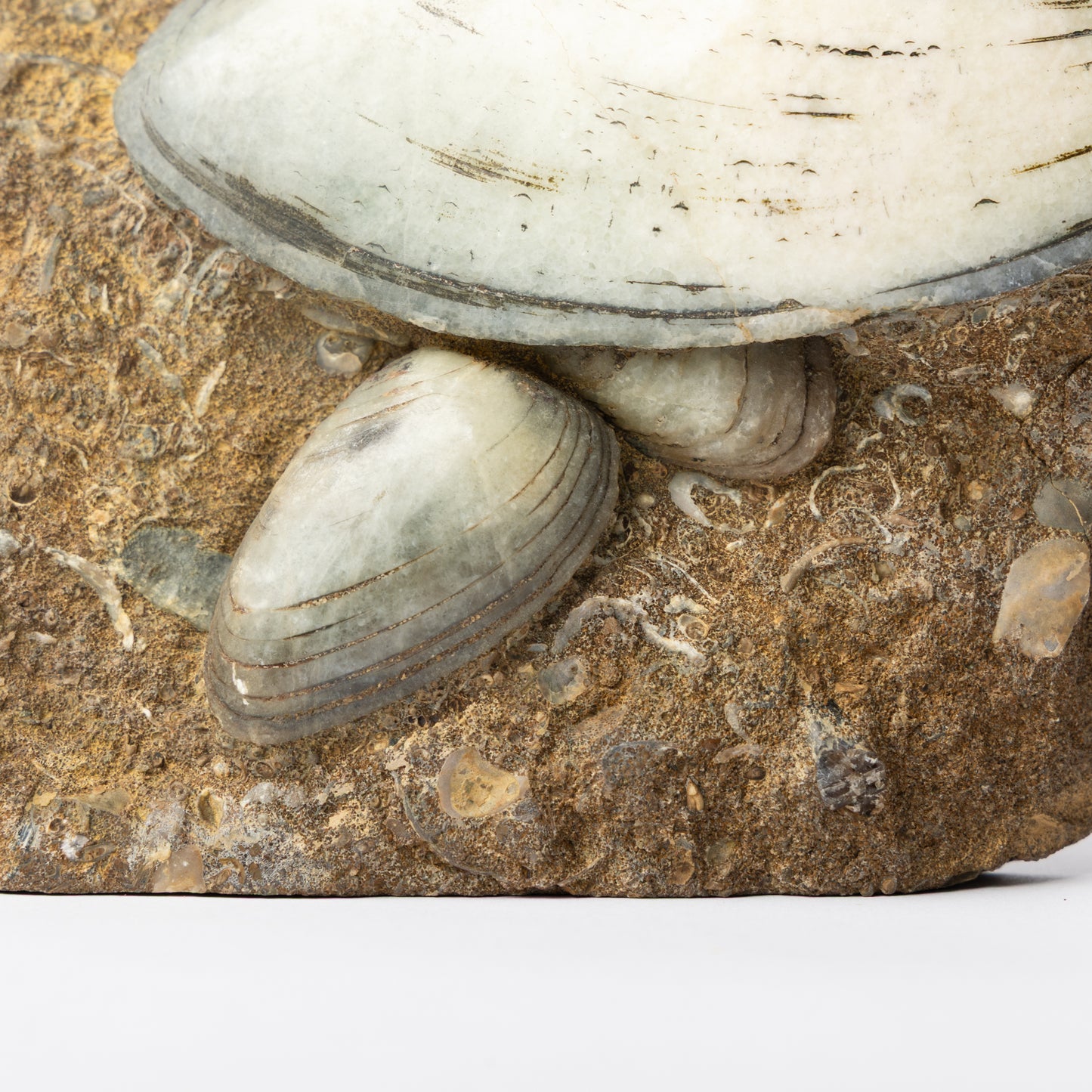Cardinia sp. Bivalves