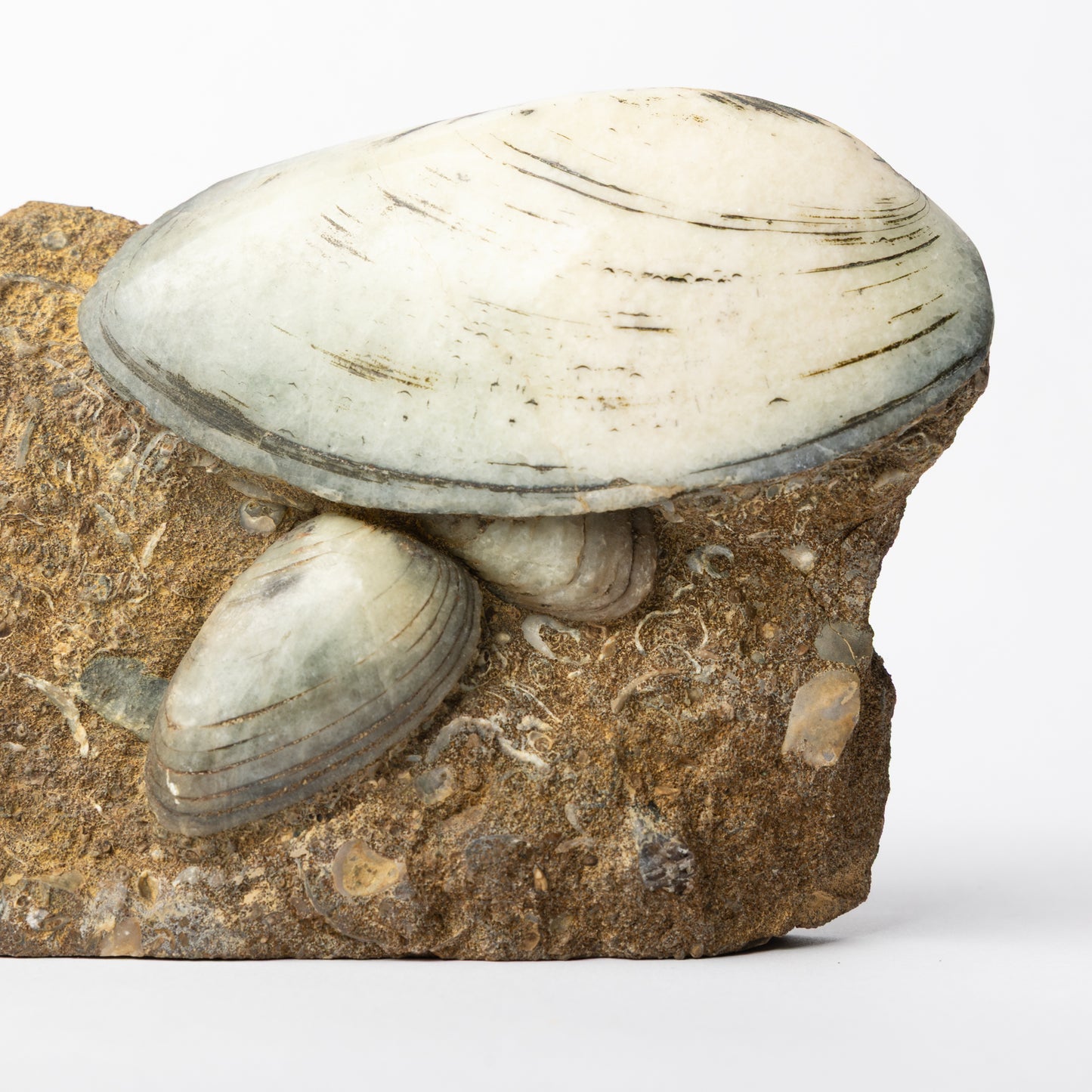 Cardinia sp. Bivalves
