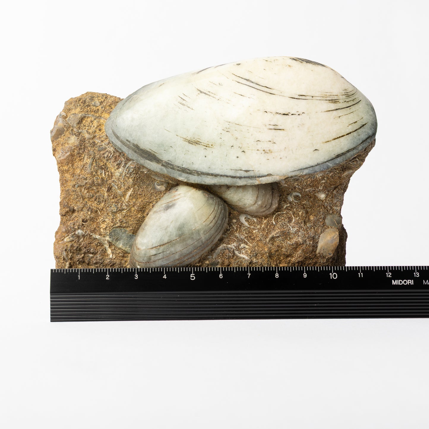 Cardinia sp. Bivalves