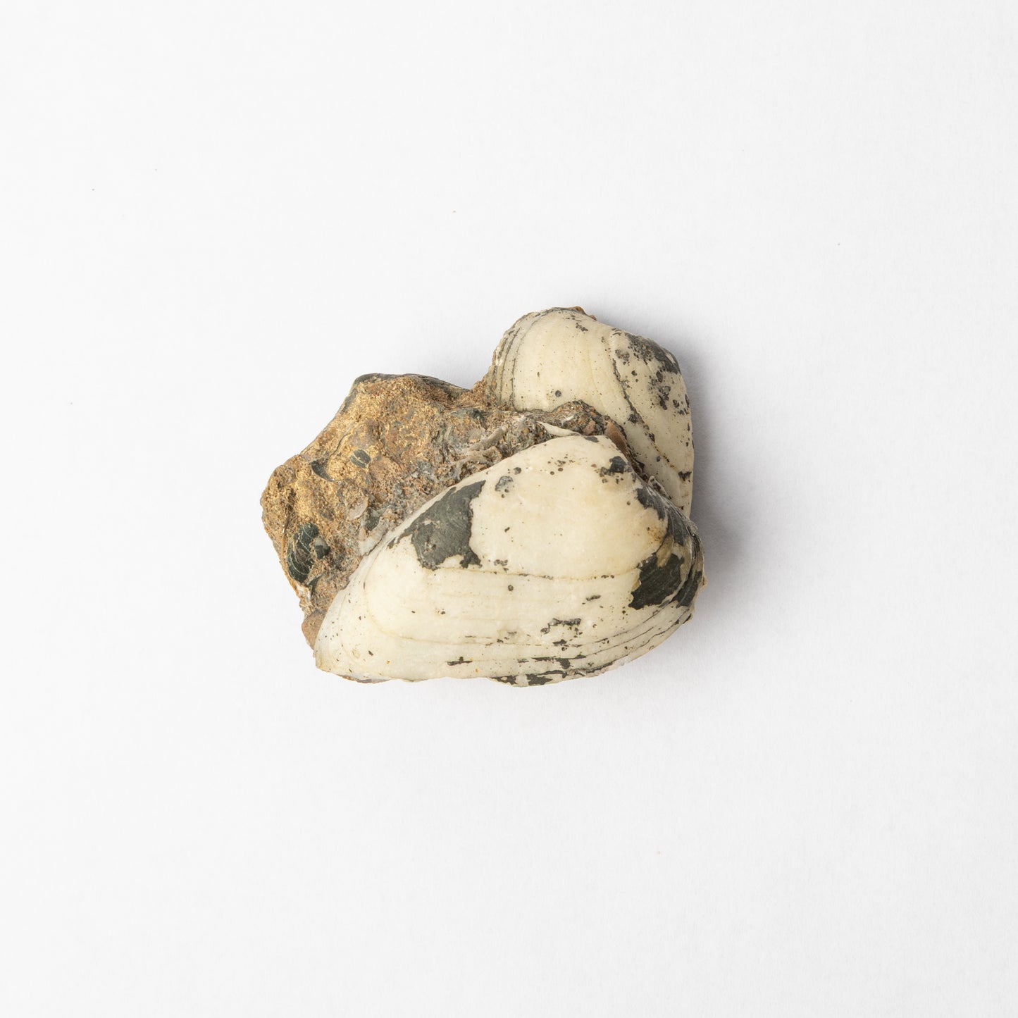 Cardinia sp. Bivalves