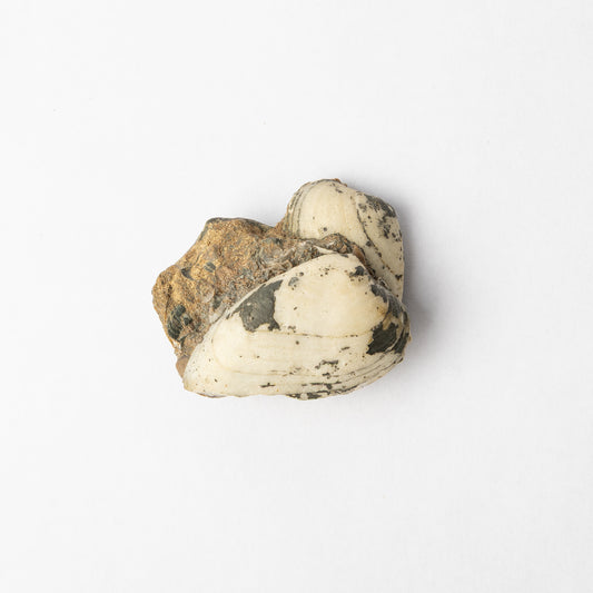 Cardinia sp. Bivalves