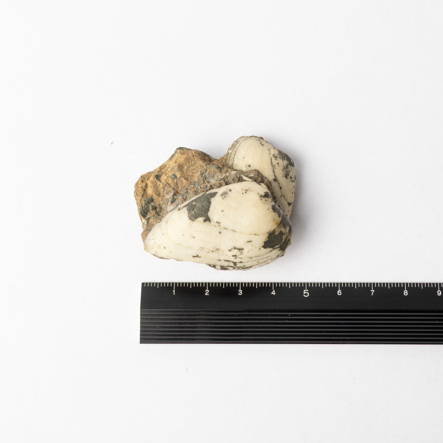Cardinia sp. Bivalves