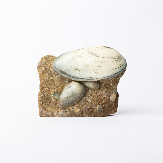 Cardinia sp. Bivalves
