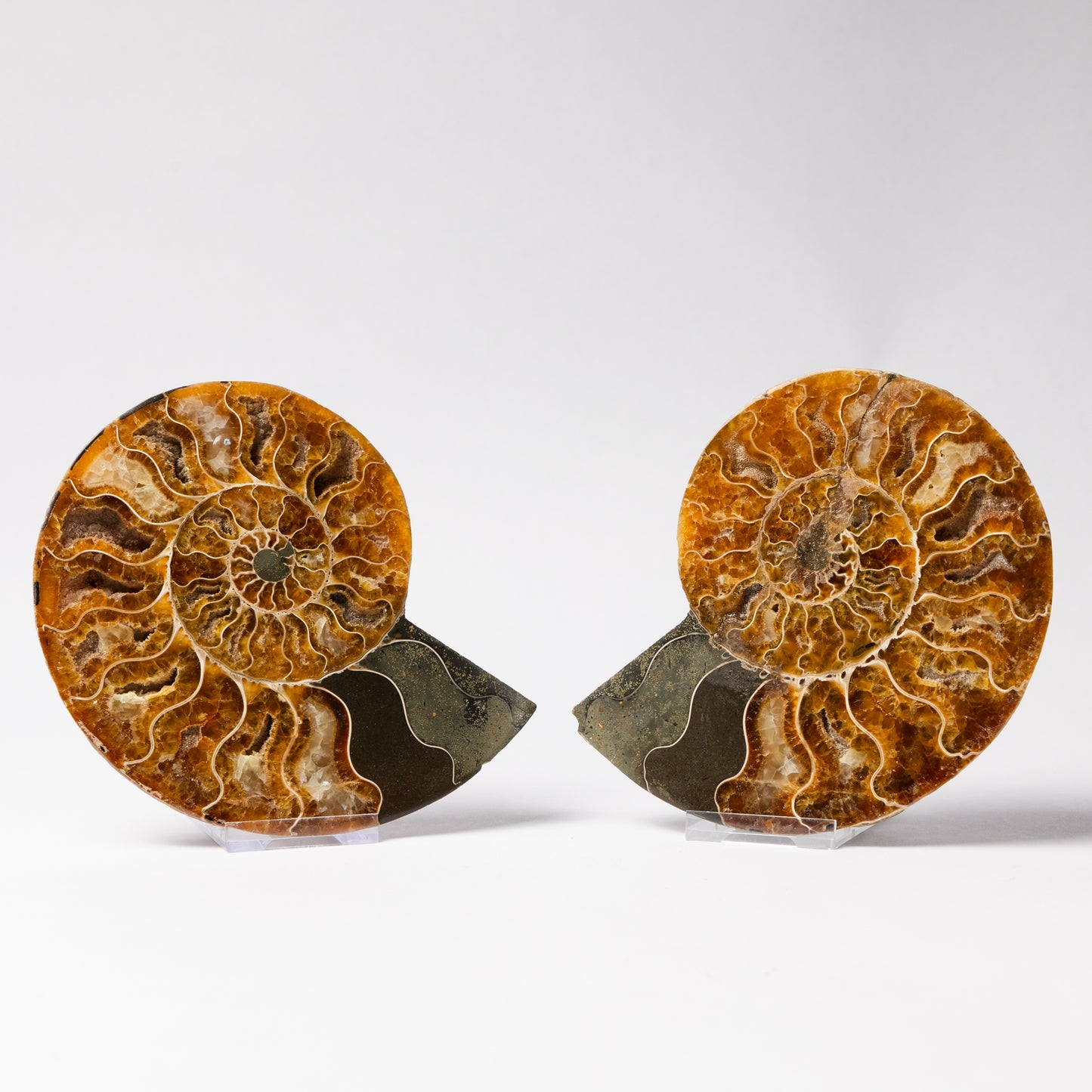 Cleoniceras Ammonite - Cut & Polished Pair