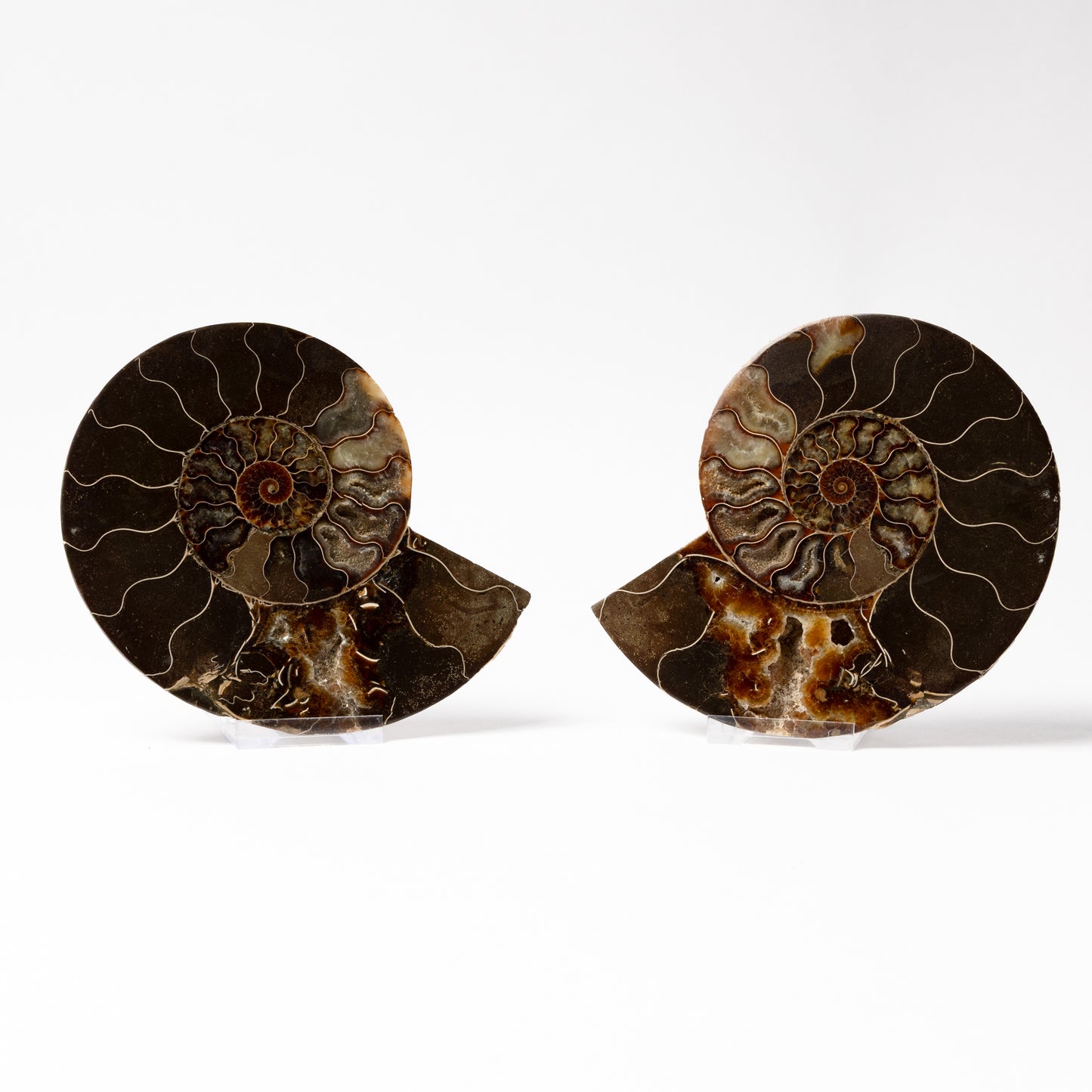Cleoniceras Ammonite - Cut & Polished Pair